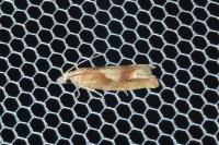Eucosma conterminana