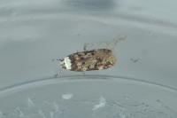 Endrosis sarcitrella