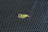 Agapeta hamana