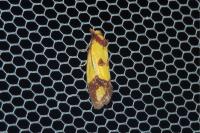 Agapeta zoegana