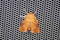 Apoda limacodes