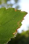 Stigmella aurella