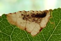 Bohemannia pulverosella