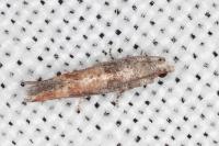 Clavigesta purdeyi