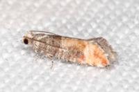 Clavigesta purdeyi