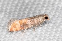 Clavigesta purdeyi