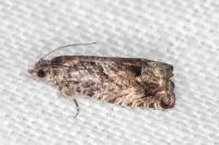 Cydia fagiglandana/splendana