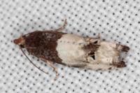 Notocelia roborana