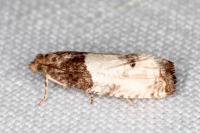 Notocelia roborana