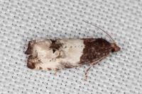 Notocelia roborana