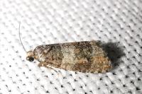 Piniphila bifasciana