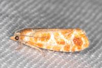 Rhyacionia pinicolana