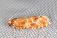 Rhyacionia pinicolana