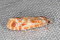 Rhyacionia pinicolana