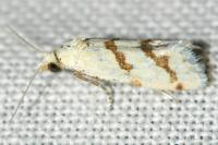 Aethes