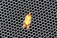 Agapeta zoegana