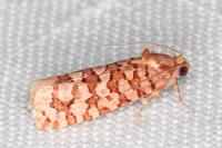 Lozotaeniodes formosana