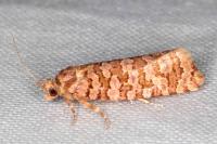 Lozotaeniodes formosana