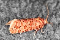 Lozotaeniodes formosana