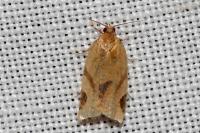 Paramesia gnomana