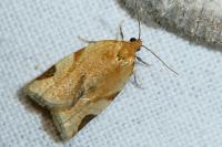 Paramesia gnomana
