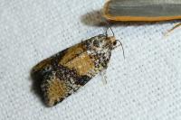 Ptycholomoides aeriferanus