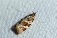 Argyrotaenia ljungiana