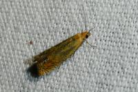 Lathronympha strigana