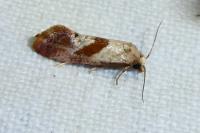 Cochylis flaviciliana