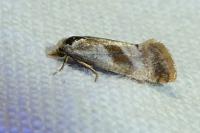 Cochylis flaviciliana