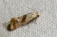 Cochylis flaviciliana