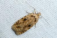 Agonopterix arenella