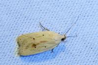 Agonopterix kaekeritziana