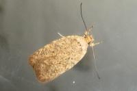 Agonopterix carduella