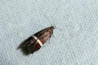 Aproaerema taeniolella