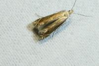 Isophrictis meridionella
