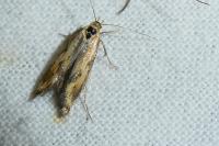 Metzneria artificella