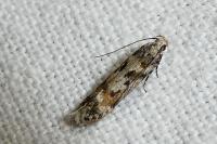 Caryocolum blandellum