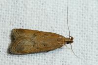 Helcystogramma lutatella