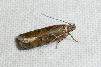 Chionodes distinctella