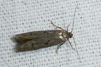 Hypatopa binotella