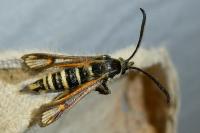 Bembecia iberica