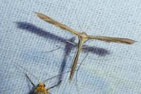 Stenoptilia