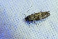 Exoteleia dodecella