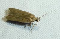 Acompsia antirrhinella