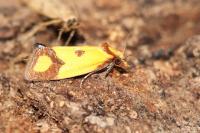 Agapeta zoegana