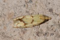 Agapeta hamana