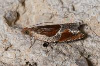 Ancylis unculana