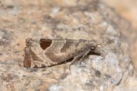 Notocelia uddmanniana
