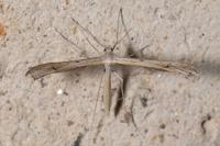 Stenoptilia
